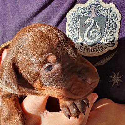 H Marron Collar Marron 3