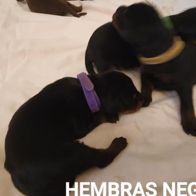Hembras Negras