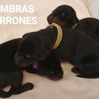 Hembras Marrones