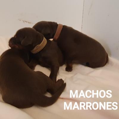 Machos Marrones