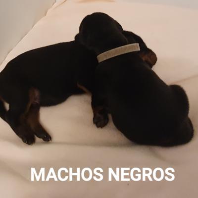 Machos Negros
