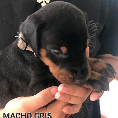 Macho Gris