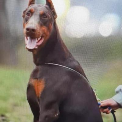 SANTA DREAMS ZAGARA ( Zara)