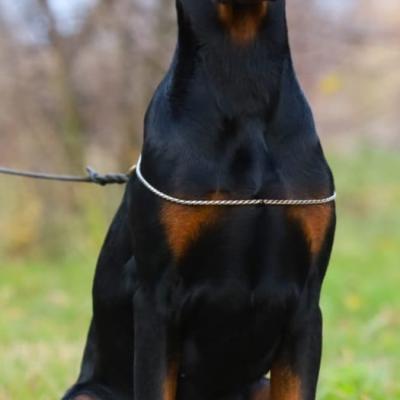 SANTA DREAMS ZIG ZAG OF LUCK( Luck)