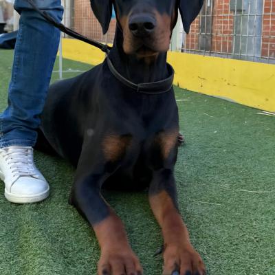 POLKA PORTIA DE DASHLUT